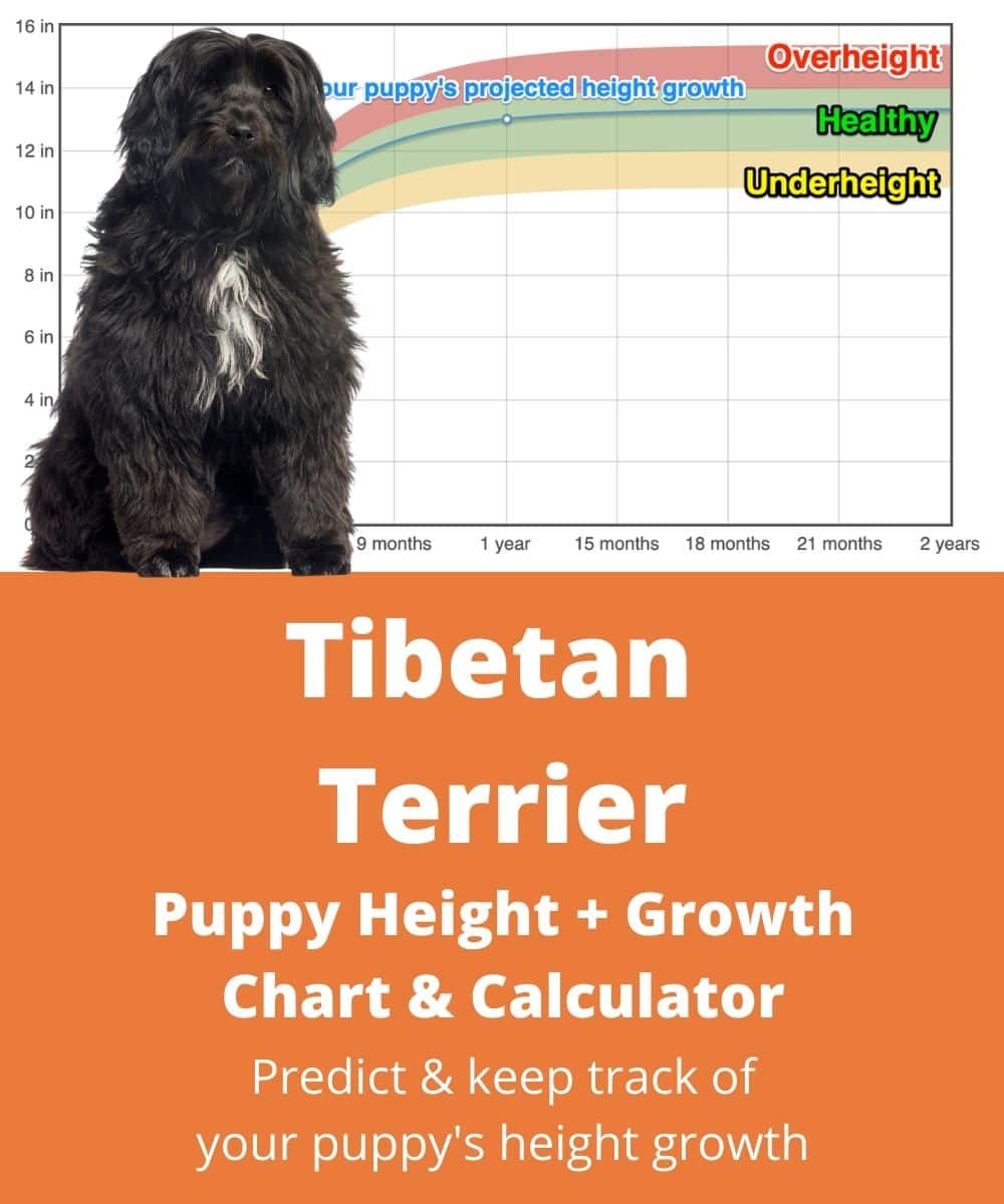 tibetan-terrier Puppy height Growth Chart